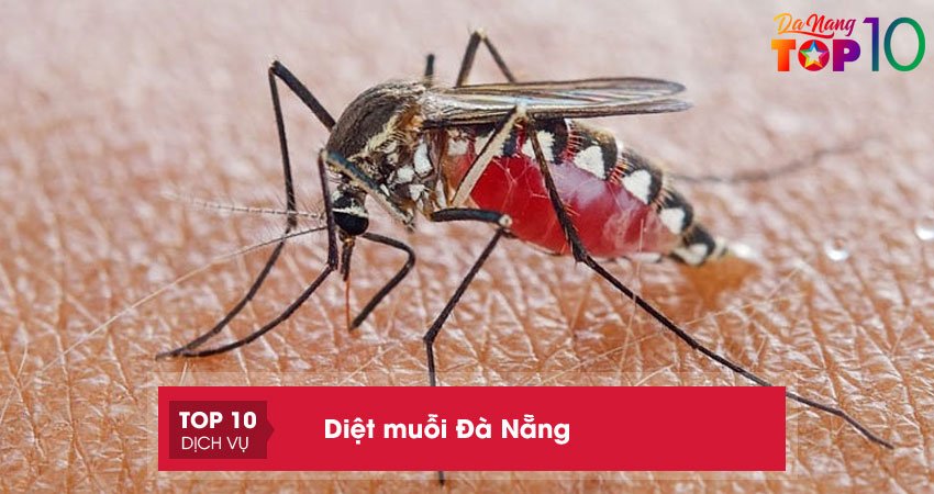 15+ dịch vụ diệt muỗi Đà Nẵng TẬN GỐC hiệu quả nhất