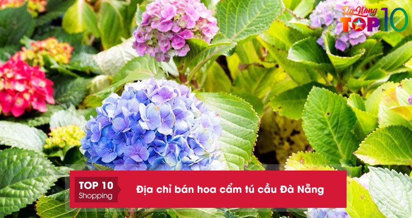 5+ địa chỉ bán hoa cẩm tú cầu Đà Nẵng nhiều màu giá TỐT
