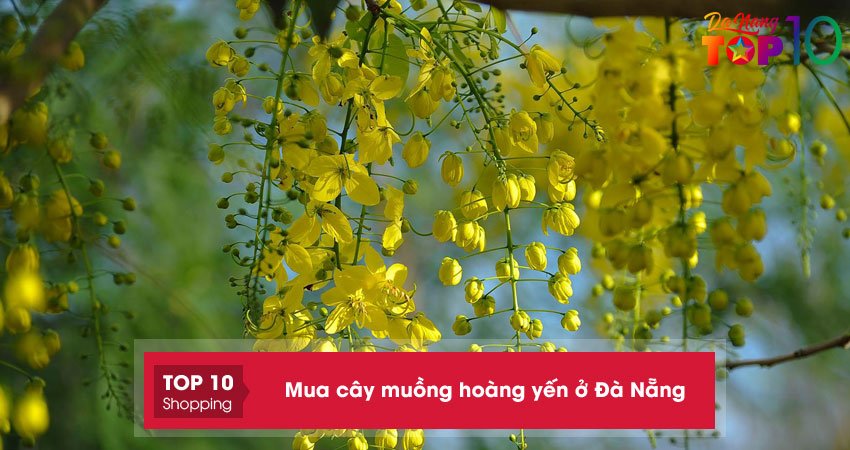 5+ địa điểm mua cây muồng hoàng yến ở Đà Nẵng giá tốt
