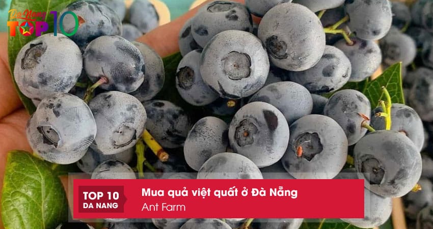 Ant-farm-top10danang