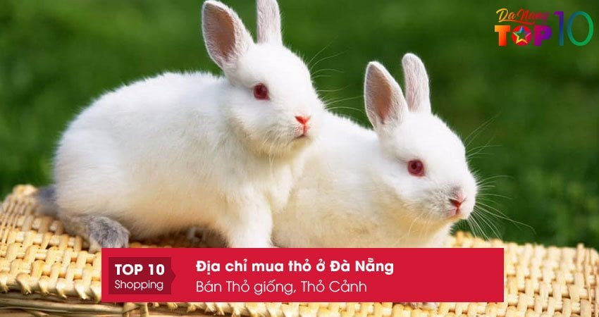 ban-tho-giong-tho-canh-tho-kieng-mini-thuan-chung-da-nang-top10danang