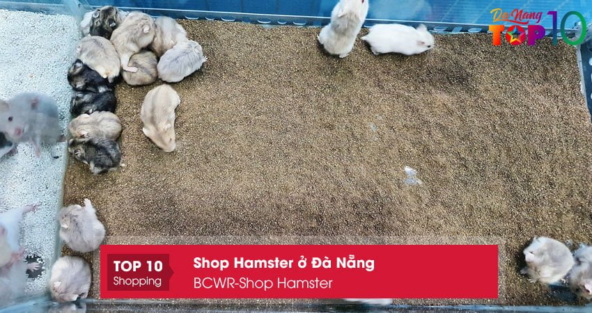 bcwr-shop-hamster-top10danang