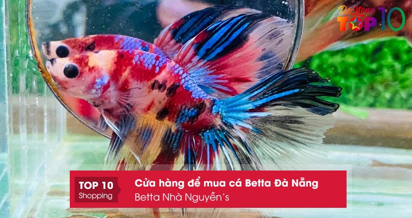 betta-nha-nguyens-mua-ca-betta-da-nang-uy-tin-top10danang