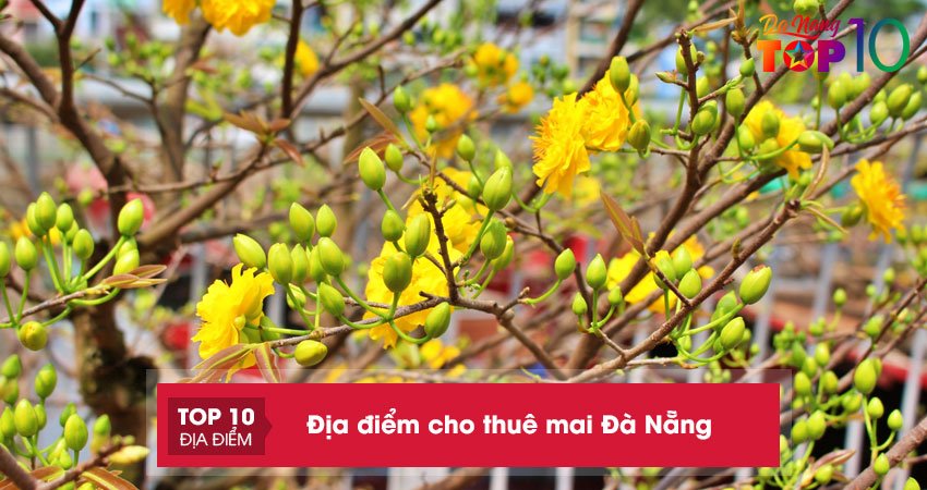 Bỏ túi ngay 10+ địa điểm cho thuê mai tết Đà Nẵng đẹp, giá tốt