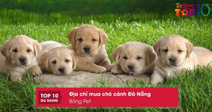bong-pet-mua-cho-canh-da-nang-re-dep-top10danang