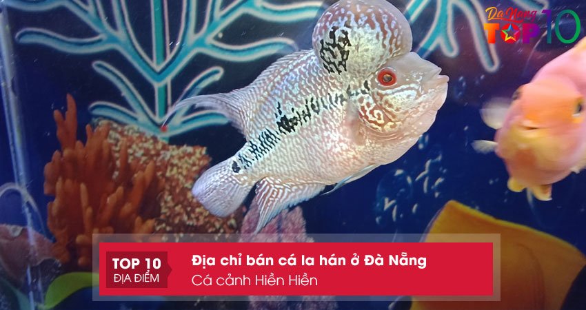 ca-canh-hien-hien-top10danang