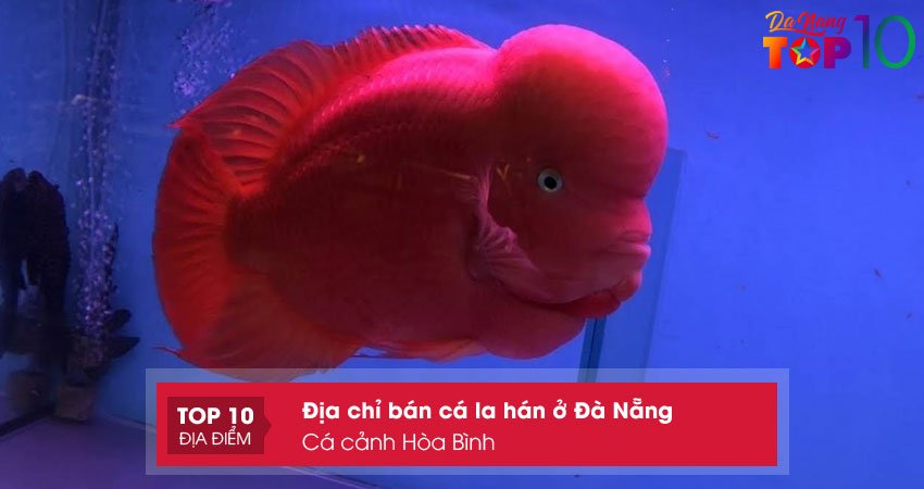 ca-canh-hoa-binh-top10danang