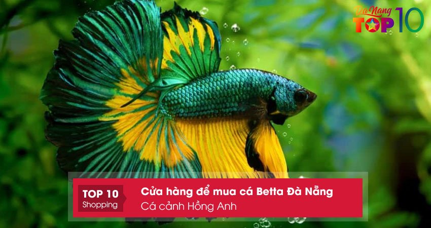 ca-canh-hong-anh-top10danang