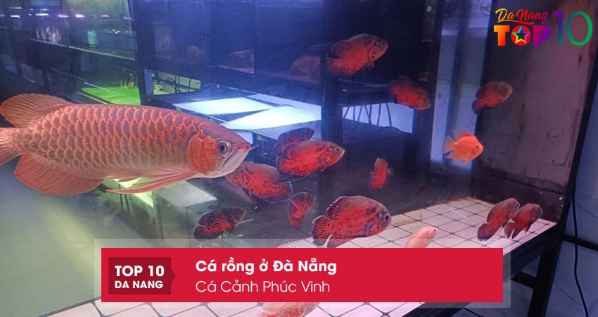 Ca-canh-phuc-vinh-top10danang