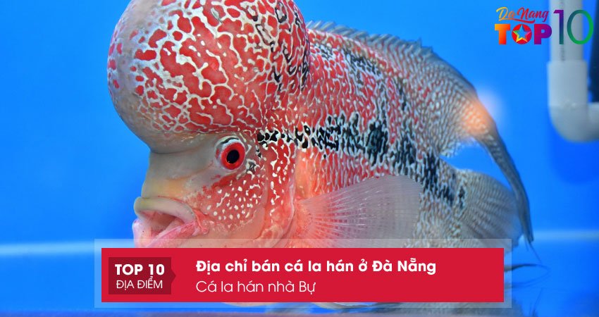 ca-la-han-nha-bu-ban-ca-la-han-o-da-nang-uy-tin-top10danang