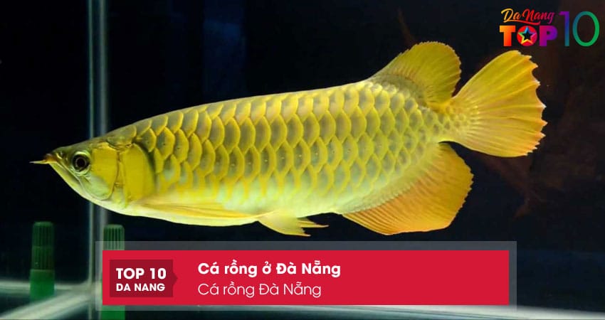 Ca-rong-da-nang-top10danang