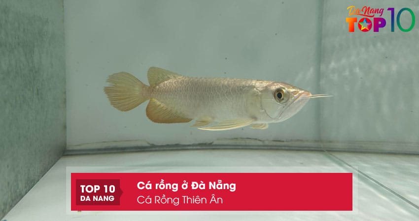 Ca-rong-thien-an-top10danang
