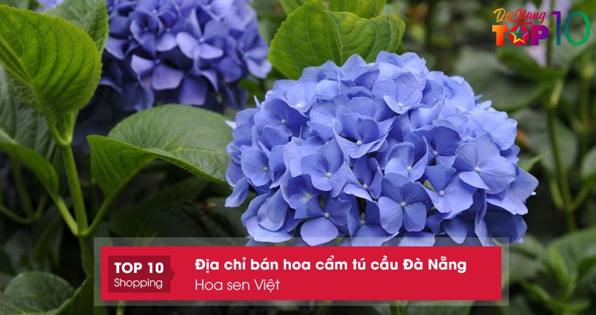 cam-tu-cau-da-nang-hoa-sen-viet-top10danang