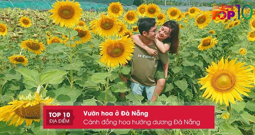 canh-dong-hoa-huong-duong-da-nang-top10danang