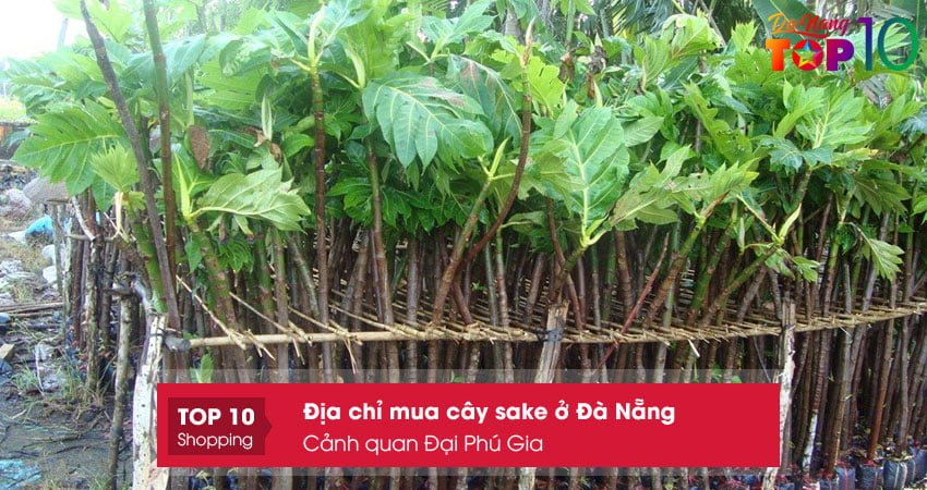 canh-quan-dai-phu-gia-top10danang-1 canh-quan-dai-phu-gia-top10danang