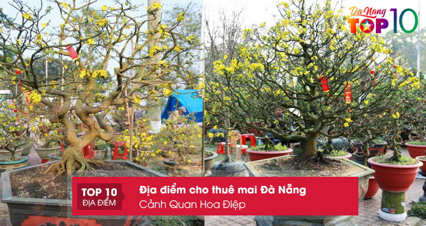 canh-quan-hoa-diep-cho-thue-mai-da-nang-re-dep-top10danang