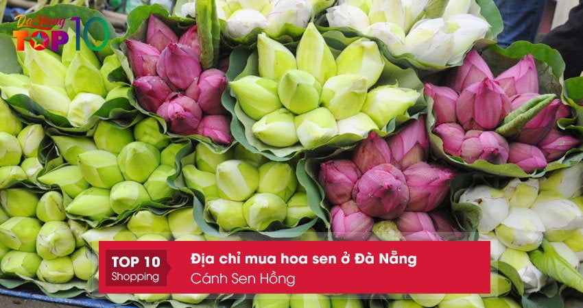 canh-sen-hong-mua-hoa-sen-o-da-nang-chat-luong-top10danang