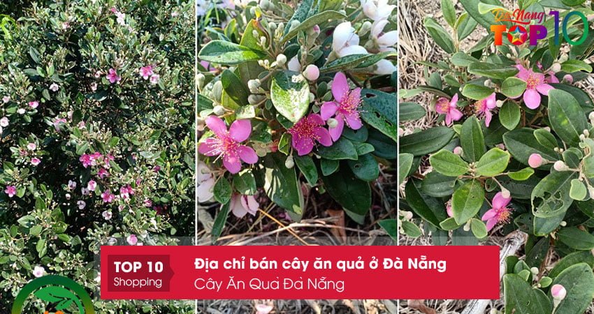 cay-an-qua-da-nang-dia-chi-ban-cay-an-qua-o-da-nang-top10danang