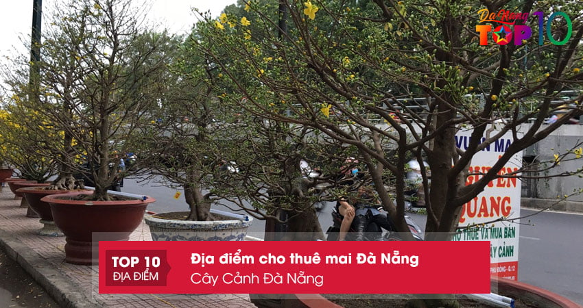 cay-canh-da-nang-cho-the-mai-tet-da-nang-top10danang