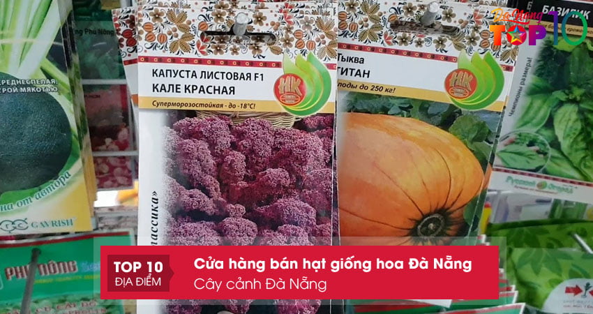 cay-canh-da-nang-dia-chi-ban-hat-giong-hoa-da-nang-uy-tin-top10danang
