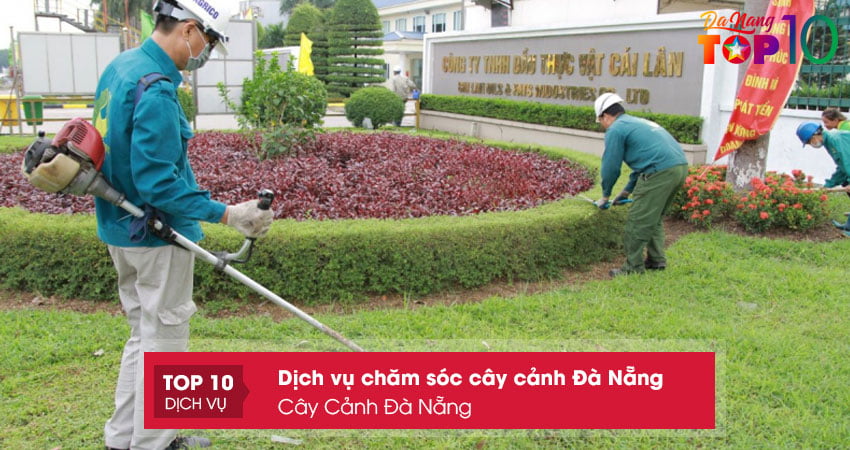 cay-canh-da-nang-dich-vu-cham-soc-cay-canh-da-nang-tai-nha-top10danang
