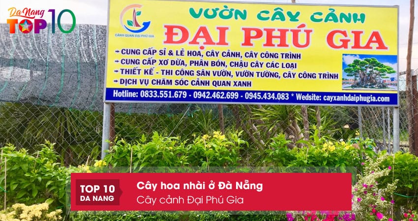 Cay-canh-dai-phu-gia-top10danang