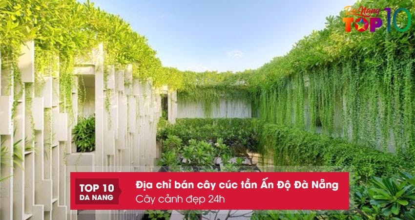 Cay-canh-dep-24h-top10danang