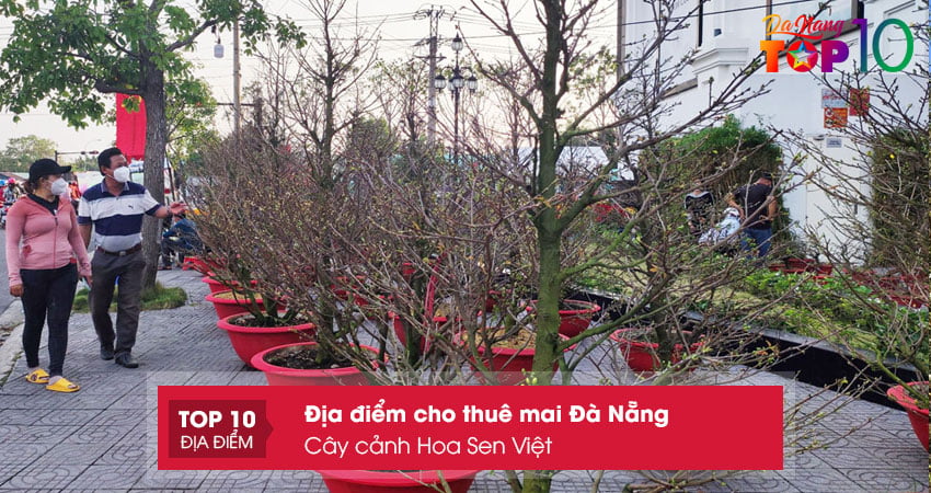 cay-canh-hoa-sen-viet-dia-diem-cho-thue-mai-da-nang-top10danang