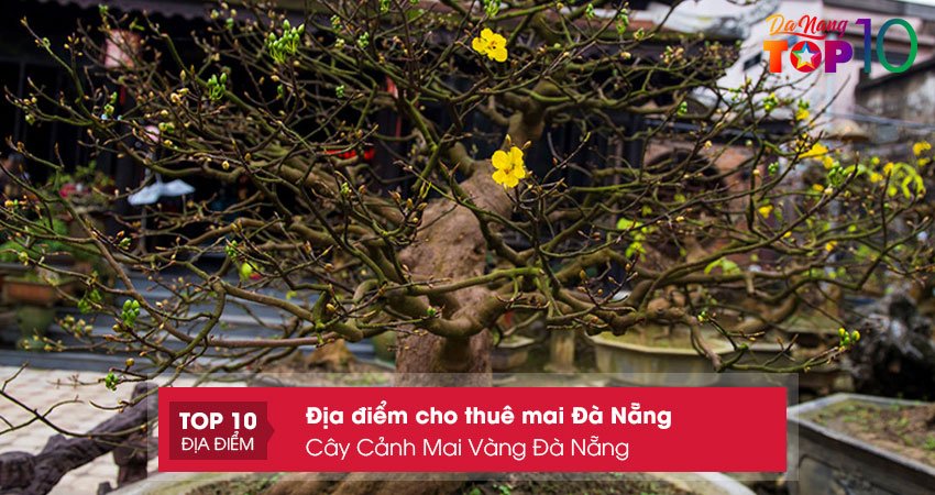 cay-canh-mai-vang-da-nang-top10danang