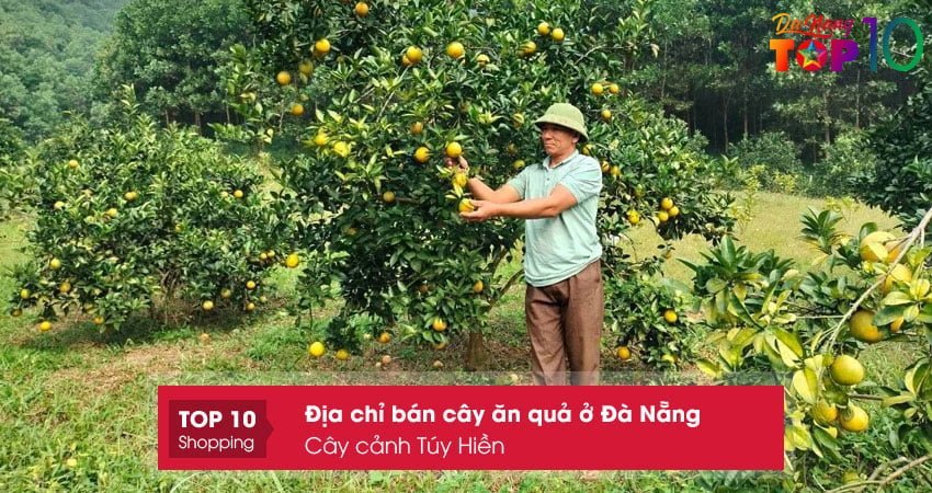 cay-canh-tuy-hien-top10danang