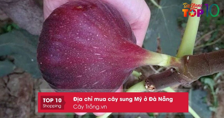 cay-trongvn-mua-cay-sung-my-o-da-nang-gia-re-top10danang