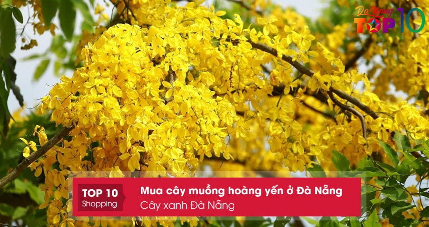 cay-xanh-da-nang-top10danang
