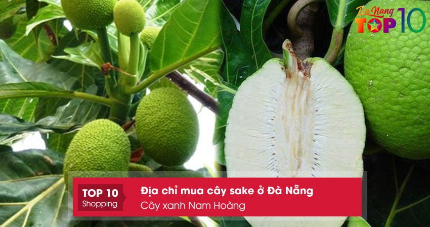 cay-xanh-nam-hoang-dia-chi-mua-cay-sake-o-da-nang-top10danang cay-xanh-nam-hoang-dia-chi-mua-cay-sake-o-da-nang-top10danang