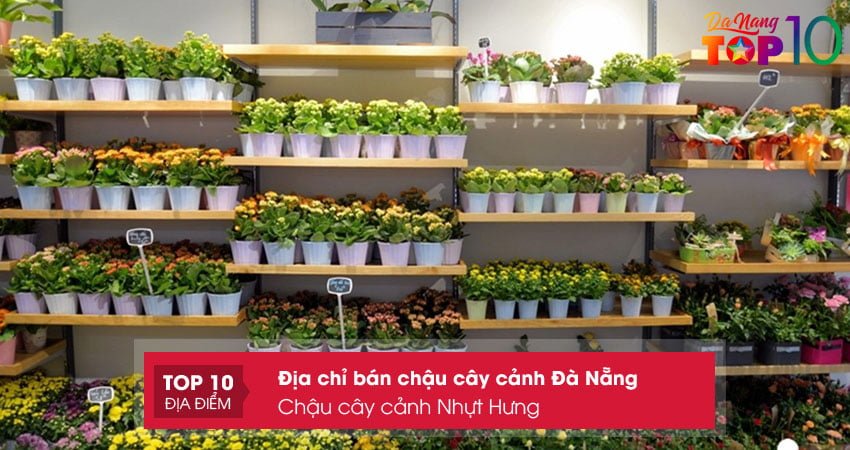 chau-cay-canh-nhut-hung-chau-trong-cay-da-nang-top10danang