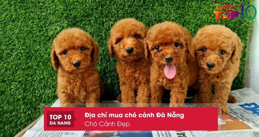 cho-canh-dep-top10danang