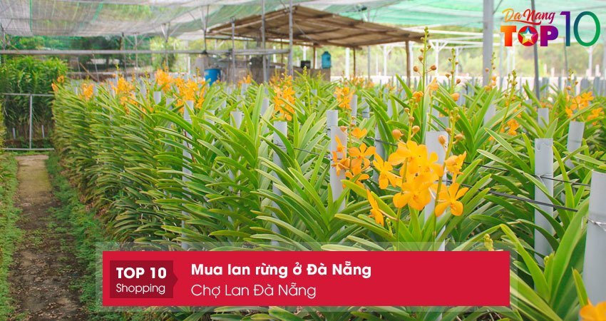 cho-lan-da-nang-mua-lan-rung-o-da-nang-chat-luong-top10danang