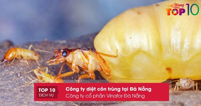 cong-ty-co-phan-vinafor-da-nang-top10danang