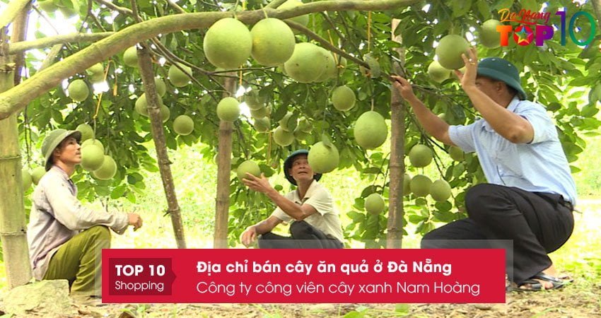 cong-ty-cong-vien-cay-xanh-nam-hoang-ban-cay-an-qua-o-da-nang-giong-tot-top10danang