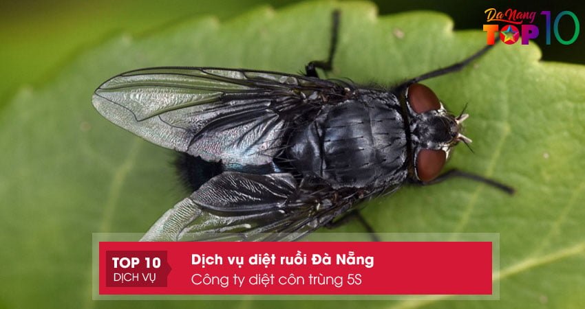 cong-ty-diet-con-trung-5s-dich-vu-diet-ruoi-da-nang-uy-tin-top10danang
