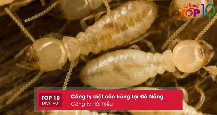 cong-ty-hai-trieu-cong-ty-diet-con-trung-tai-da-nang-gia-re-top10danang