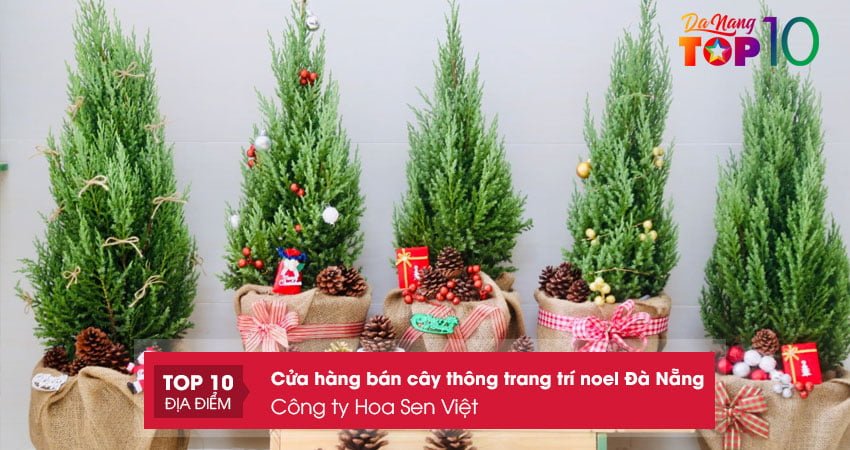 cong-ty-hoa-sen-viet-cua-hang-ban-cay-thong-trang-tri-noel-da-nang-dep-top10danang