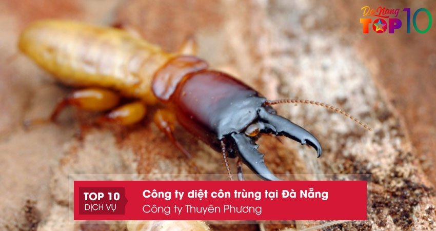 cong-ty-thuyen-phuong-cong-ty-diet-con-trung-tai-da-nang-uy-tin-top10danang