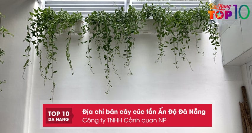 Cong-ty-tnhh-canh-quan-np-top10danang