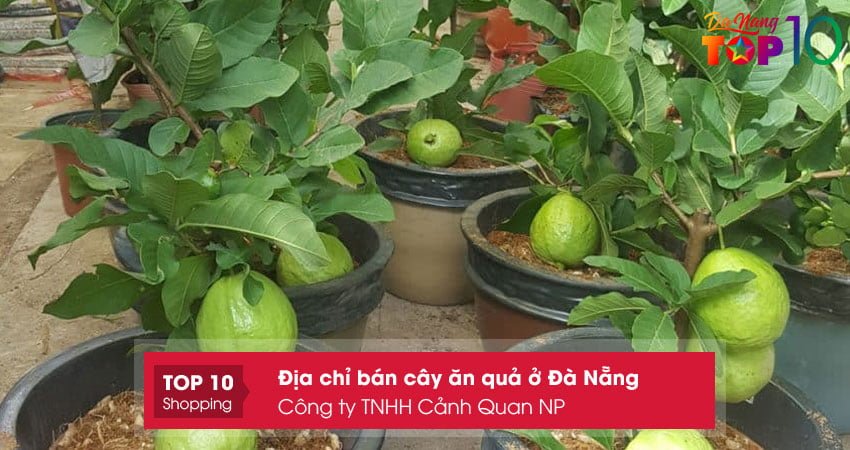 cong-ty-tnhh-canh-quan-np-top10danang