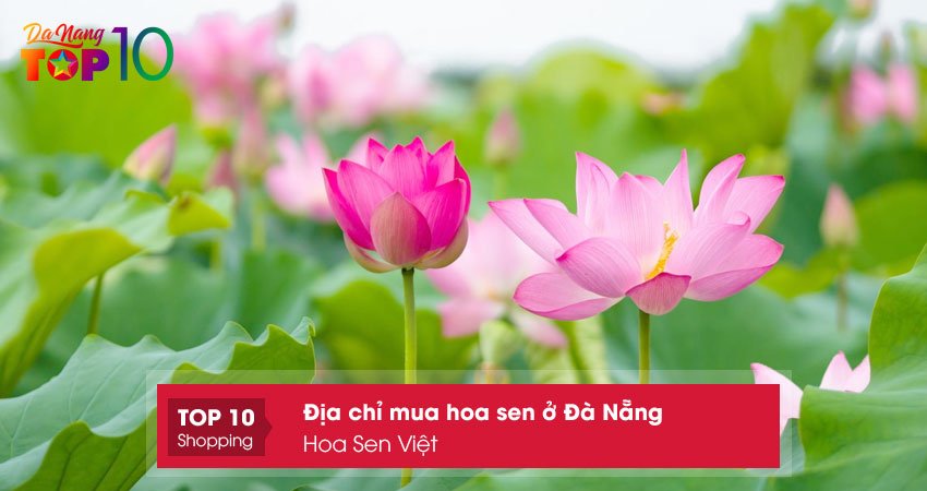 cong-ty-tnhh-cay-xanh-canh-quan-hoa-sen-viet-top10danang