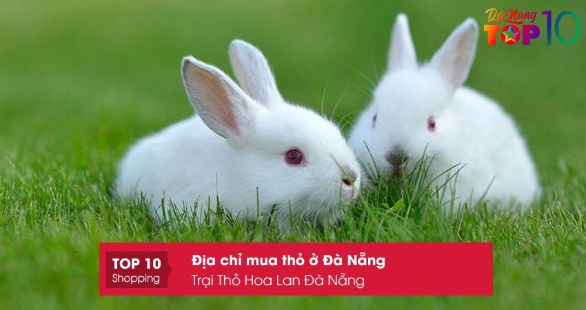 cong-ty-tnhh-mot-thanh-vien-trai-tho-hoa-lan-da-nang-top10danang