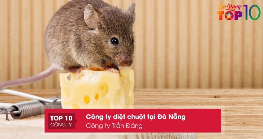 cong-ty-tran-dang-top10danang
