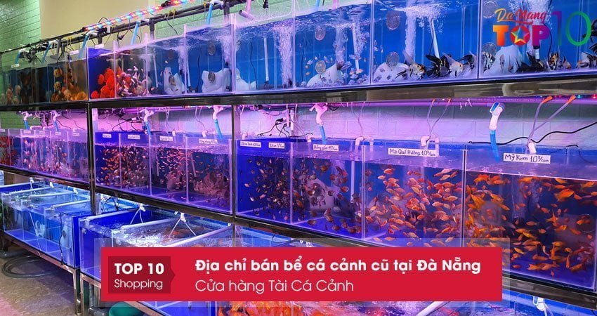 cua-hang-tai-ca-canh-ban-be-ca-canh-cu-tai-da-nang-uy-tin-top10danang