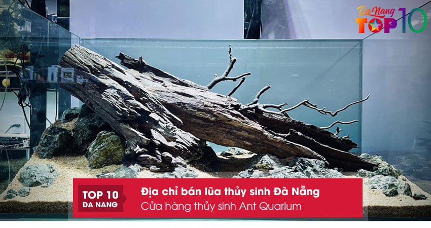 Cua-hang-thuy-sinh-ant-quarium-top10danang