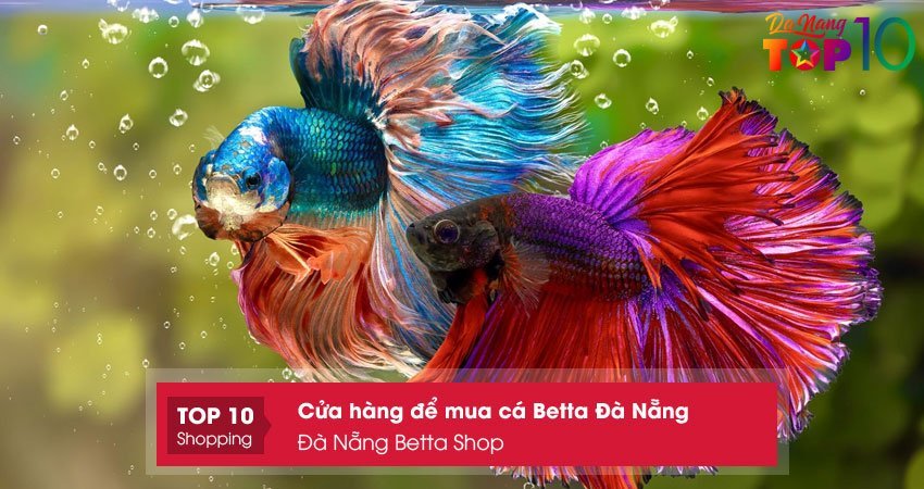 da-nang-betta-shop-top10danang